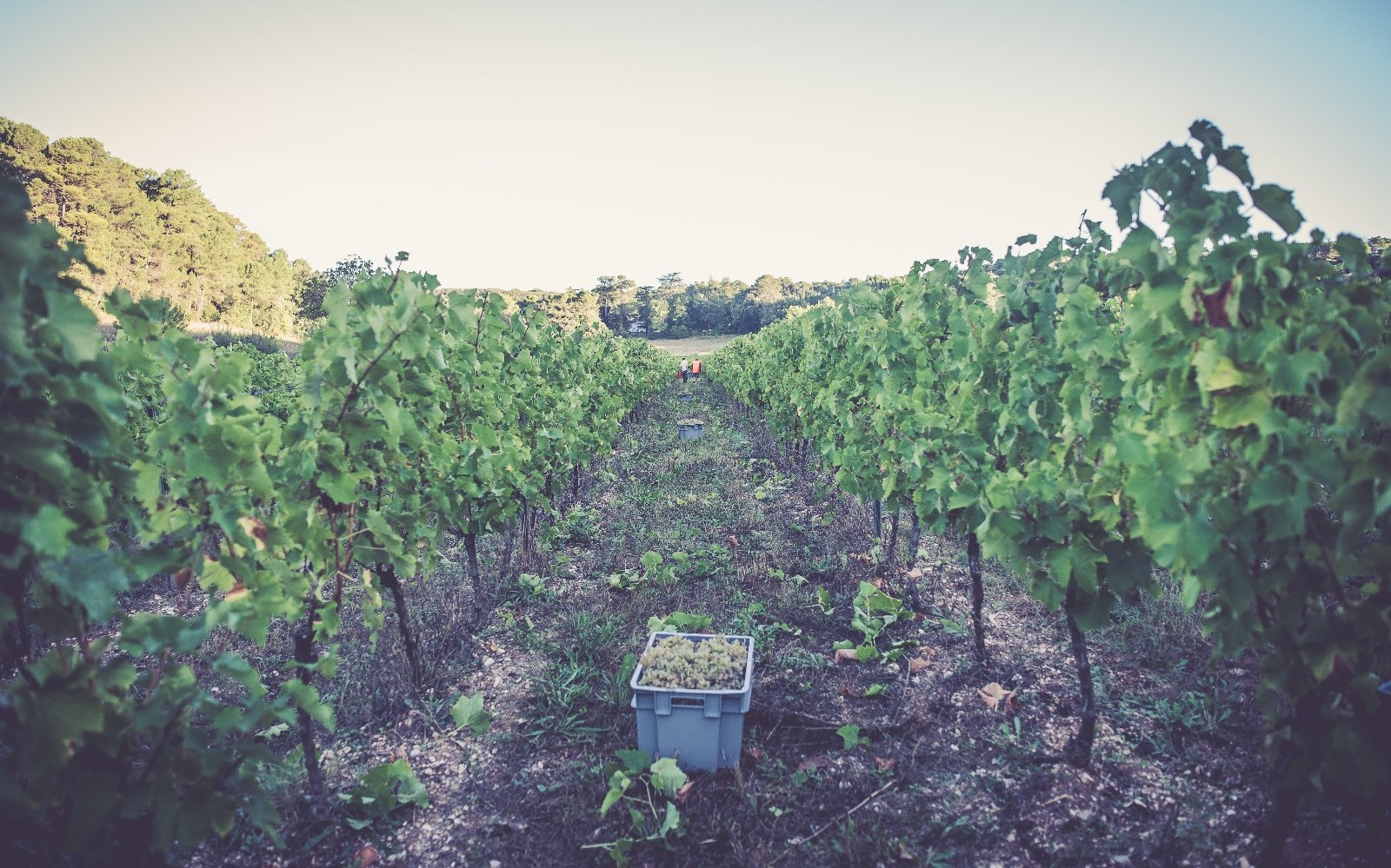 Domaine le Crouzet & Ferme Décibêle